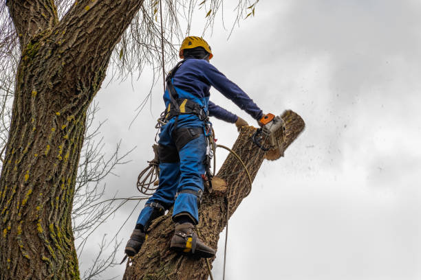 Why Choose Our Tree Removal Services in Asbury Lake, FL?