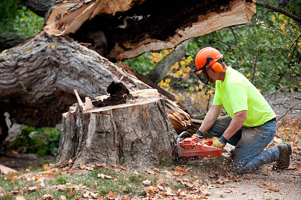 Reliable Asbury Lake, FL  Tree Services Solutions